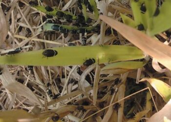 PASTAGEM – Quem foi rainha não perde a majestade