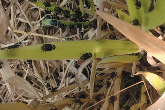 PASTAGEM – Quem foi rainha não perde a majestade