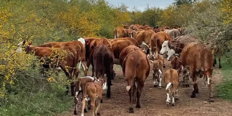 Inventário de recursos de projetos de pecuária – parte I