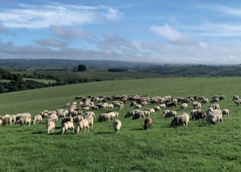 Integração bem conduzida favorece produção de cordeiros