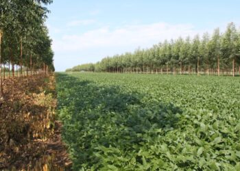 “Estamos dando um show de sustentabilidade”