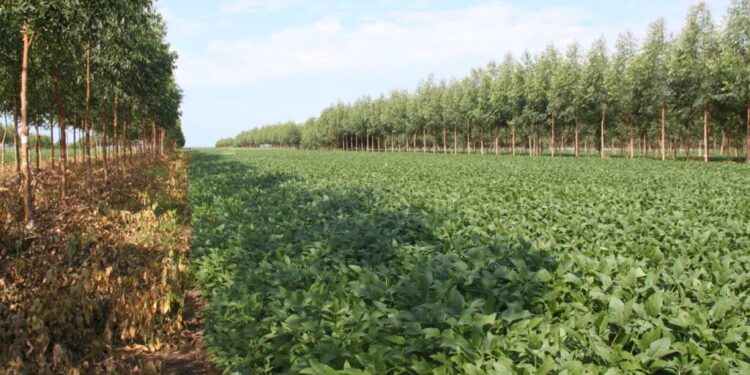 “Estamos dando um show de sustentabilidade”