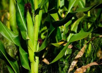 Brasil, potência agroambiental