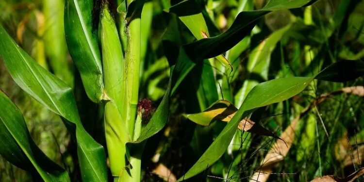 Brasil, potência agroambiental