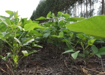 ABC+: ações a campo que fazem bem ao clima