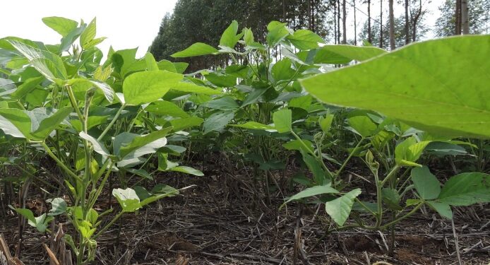ABC+: ações a campo que fazem bem ao clima