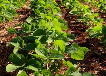 Monitoramento da soja, um selo de produção respeitosa