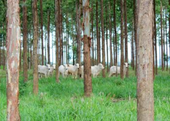Carne com logomarca do bem