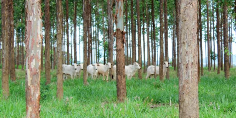 Carne com logomarca do bem