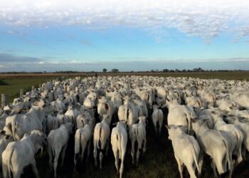 Momento de acertar o novo ciclo
