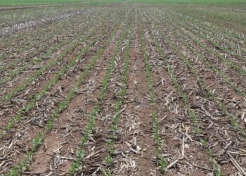 Produtividade em Alta em tempos difíceis dos fertilizantes 