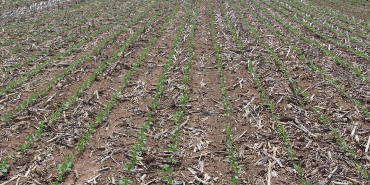 Produtividade em Alta em tempos difíceis dos fertilizantes 