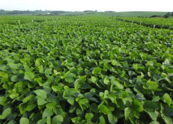 As possibilidades do TRANSPLANTE BIOLÓGICO entre plantas