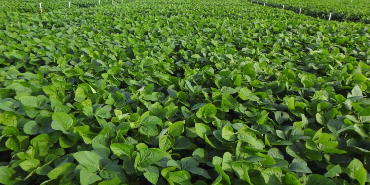 As possibilidades do TRANSPLANTE BIOLÓGICO entre plantas