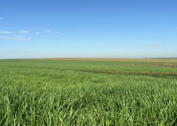 Diferimento da pastagem: estratégia de armazenamento para a seca