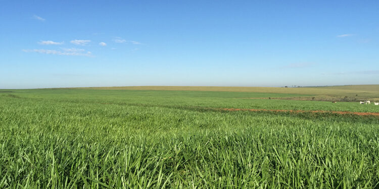 Diferimento da pastagem: estratégia de armazenamento para a seca