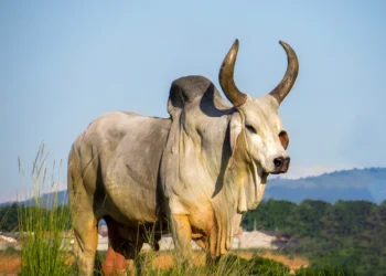 Zebu, uma história de muito sucesso no Brasil