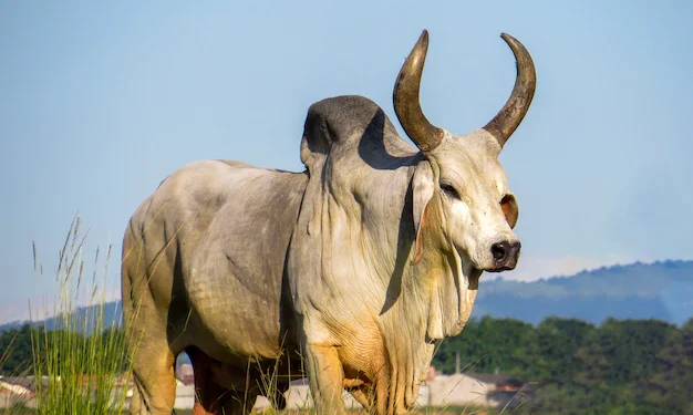 Zebu, uma história de muito sucesso no Brasil