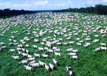 Caminhos para a pecuária do conhecimento
