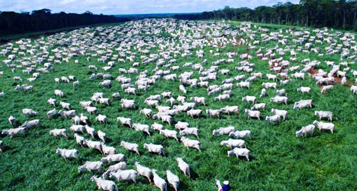Caminhos para a pecuária do conhecimento