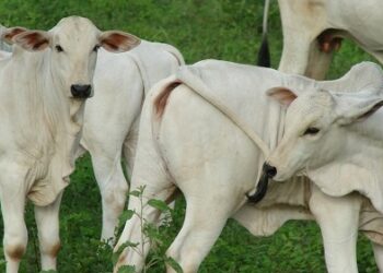 Será que habilidade materna é importante?