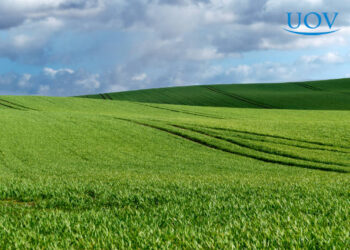ERROS COMETIDOS NO MANEJO DA PASTAGEM