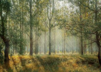 Conservação do solo e da água para pastagens tropicais