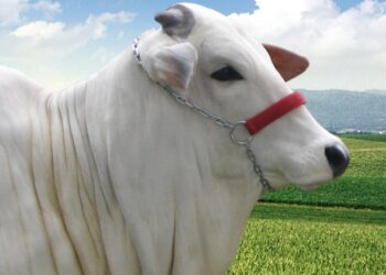 Qual o tamanho ideal para o gado no Brasil?