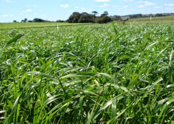 Pastagens de inverno no clima Subtropical e no Tropical
