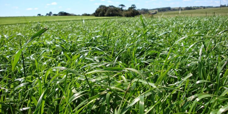 Pastagens de inverno no clima Subtropical e no Tropical