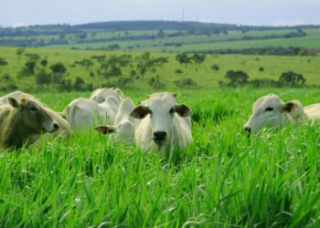 Nutrição e qualidade às pastagens
