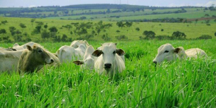 Nutrição e qualidade às pastagens