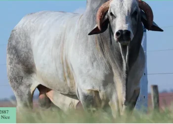 Genética: Como escolher um touro Nelore para reprodução?