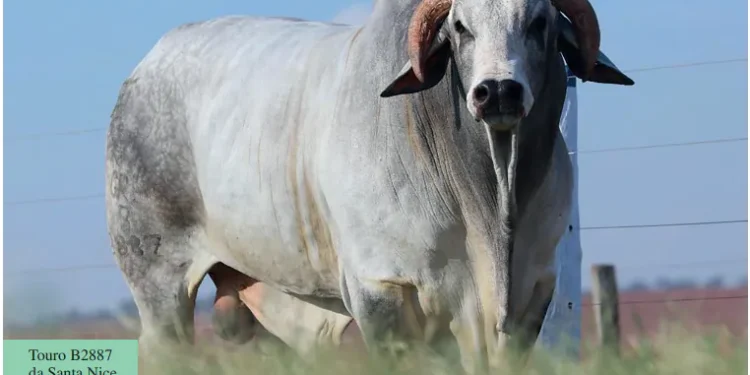 Genética: Como escolher um touro Nelore para reprodução?