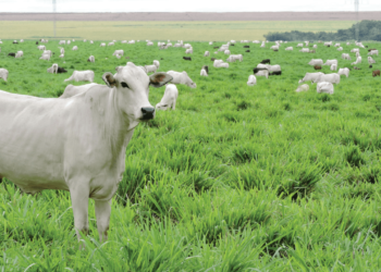 ILP consolida-se como um caminho sem volta para recuperação de áreas degradadas, aumento da produtividade e diversificação de renda