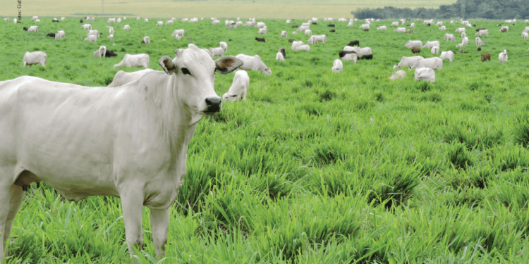 ILP consolida-se como um caminho sem volta para recuperação de áreas degradadas, aumento da produtividade e diversificação de renda