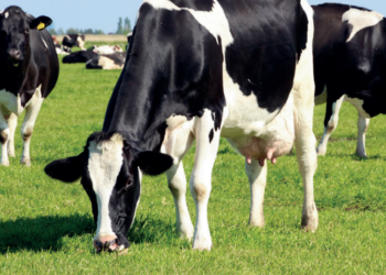 Doenças inflamatórias durante o pós parto causam falhas no desempenho produtivo e reprodutivo das vacas