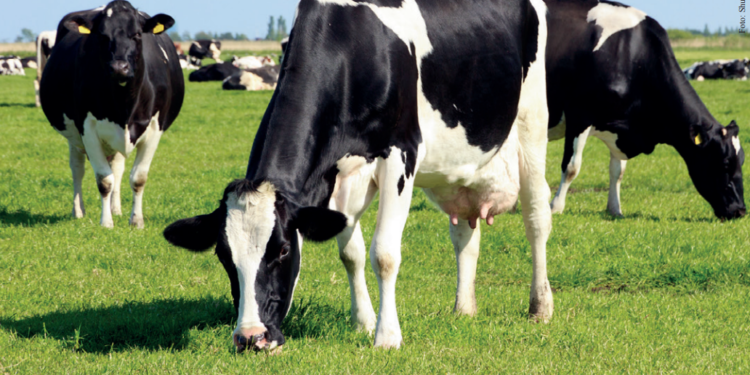 Doenças inflamatórias durante o pós parto causam falhas no desempenho produtivo e reprodutivo das vacas