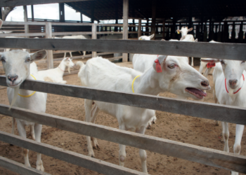 Condições de higiene na ordenha determinam sanidade e rentabilidade da produção caprina leiteira
