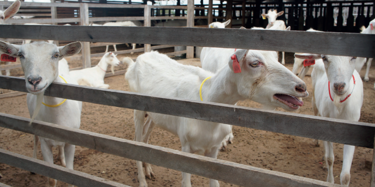 Condições de higiene na ordenha determinam sanidade e rentabilidade da produção caprina leiteira