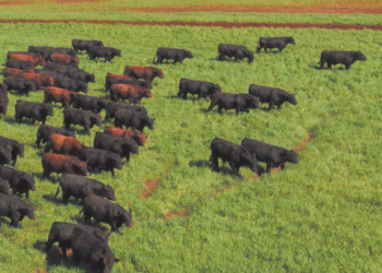 Genômica é caminho para aproveitar ao máximo a força genética de reprodutores melhoradores e lucrar mais