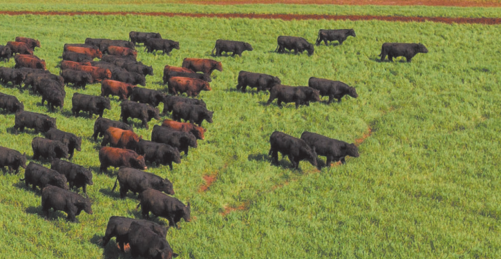 Genômica é caminho para aproveitar ao máximo a força genética de reprodutores melhoradores e lucrar mais