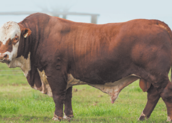 ALTO RENDIMENTO DO FETO À MATURIDADE