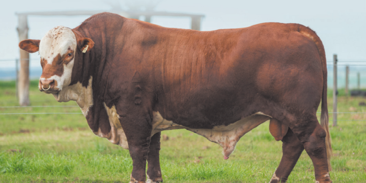 ALTO RENDIMENTO DO FETO À MATURIDADE