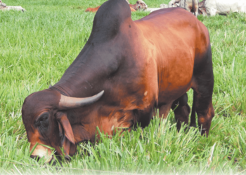 Utilização de touros provados facilita sincronia entre as vacas que chegam ao período seco e as que irão entrar em lactação