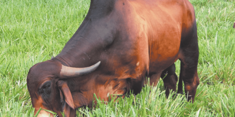 Utilização de touros provados facilita sincronia entre as vacas que chegam ao período seco e as que irão entrar em lactação