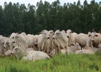 Cadeia produtiva precisa fazer lição de casa e estar comprometida a criar animais saudáveis e essenciais para um suprimento alimentar seguro