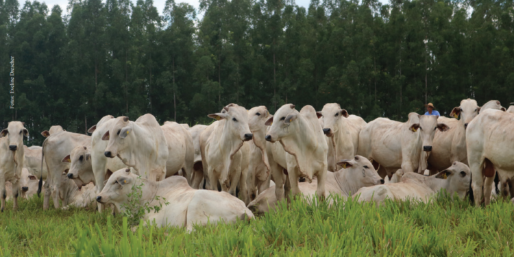 Cadeia produtiva precisa fazer lição de casa e estar comprometida a criar animais saudáveis e essenciais para um suprimento alimentar seguro