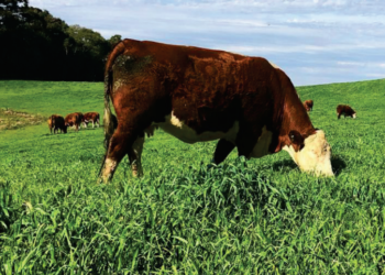 Como identificar e driblar os fatores limitantes à qualidade nutricional dos pastos cultivados