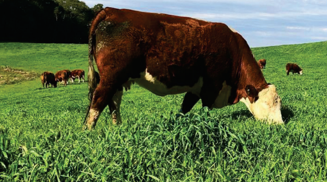 Como identificar e driblar os fatores limitantes à qualidade nutricional dos pastos cultivados